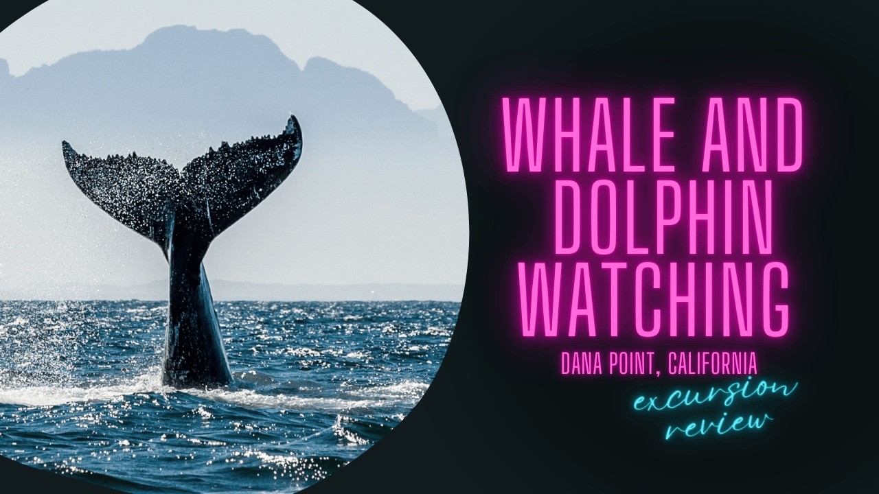 Dana Point Whale Watching &mdash; Hundreds of Dolphins, Sea Lions & Ocean Magic (Honest Review)