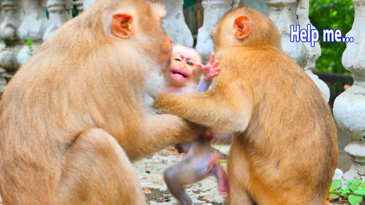 Oh god...Poor tiny baby monkey MARCO look so pity.