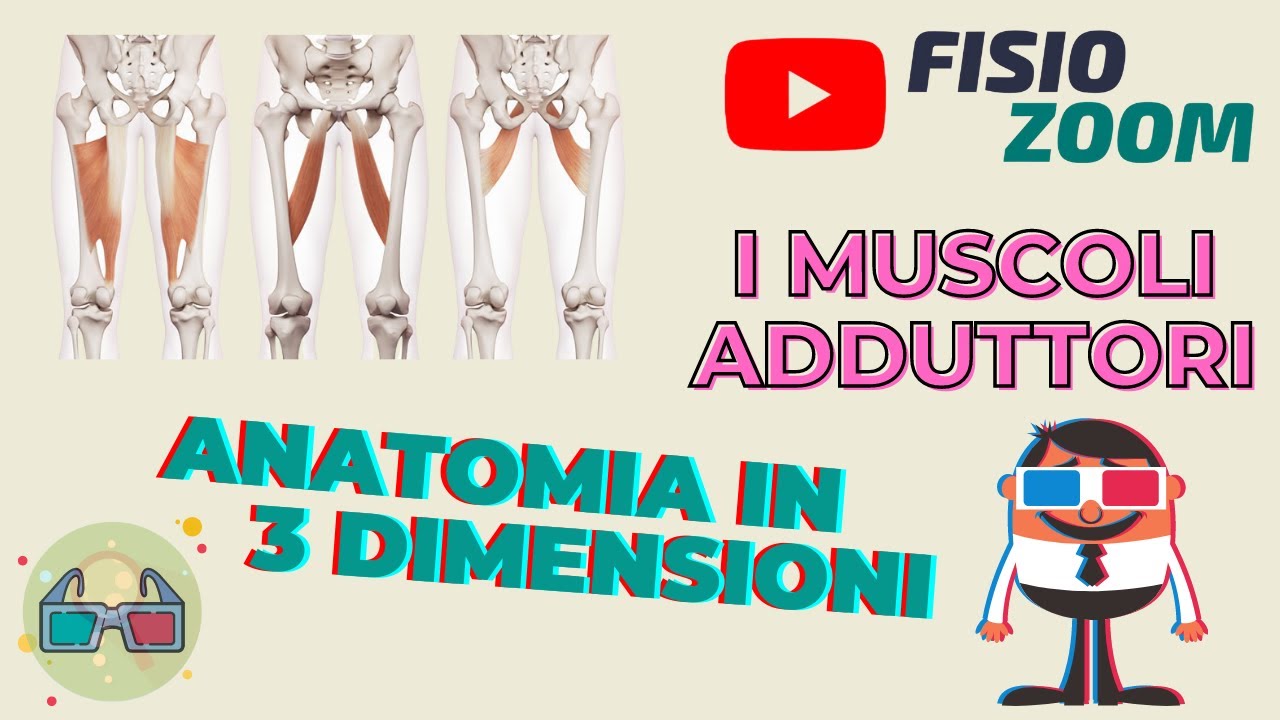 ANATOMIA 3D: I muscoli adduttori.