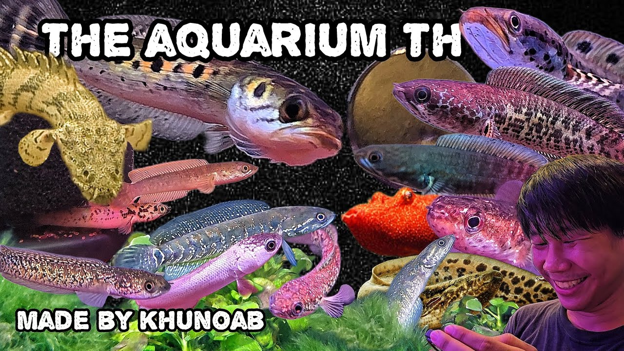 The Aquarium Thailand ❤️ | ช่อนจุดอินโดเล่นกระจก เท่โคตรอ่ะค้าบบ 😎