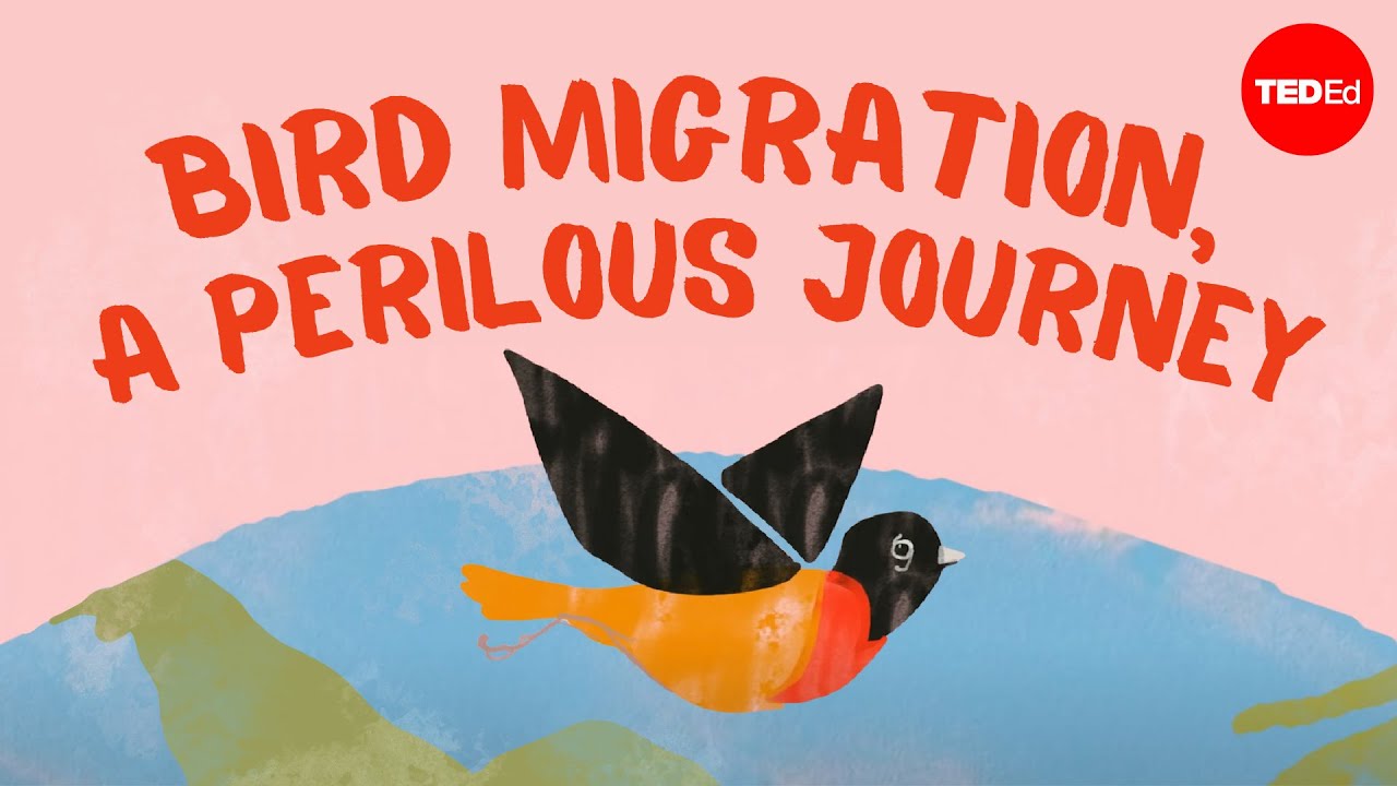 Migracja ptak&oacute;w - niebezpieczna podr&oacute;ż - Alyssa Klavans