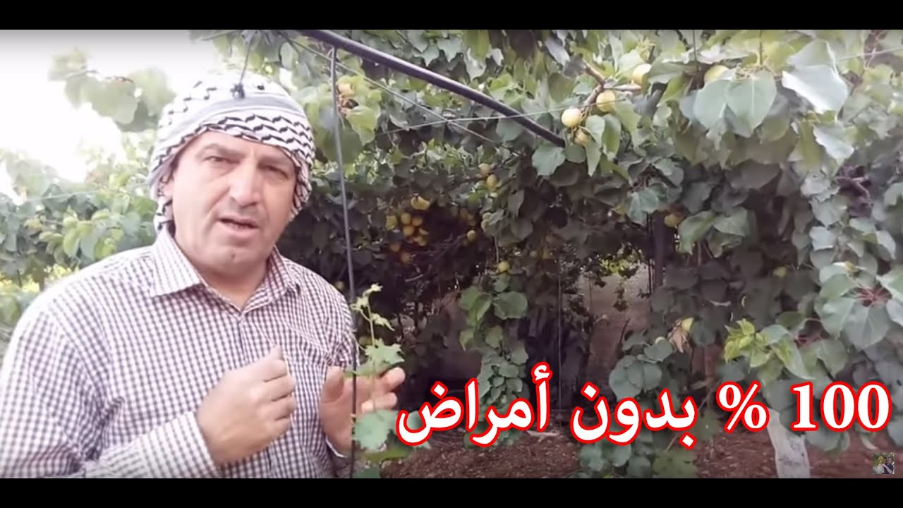 طريقة لجعل شجرة المشمش خالية من الامراض