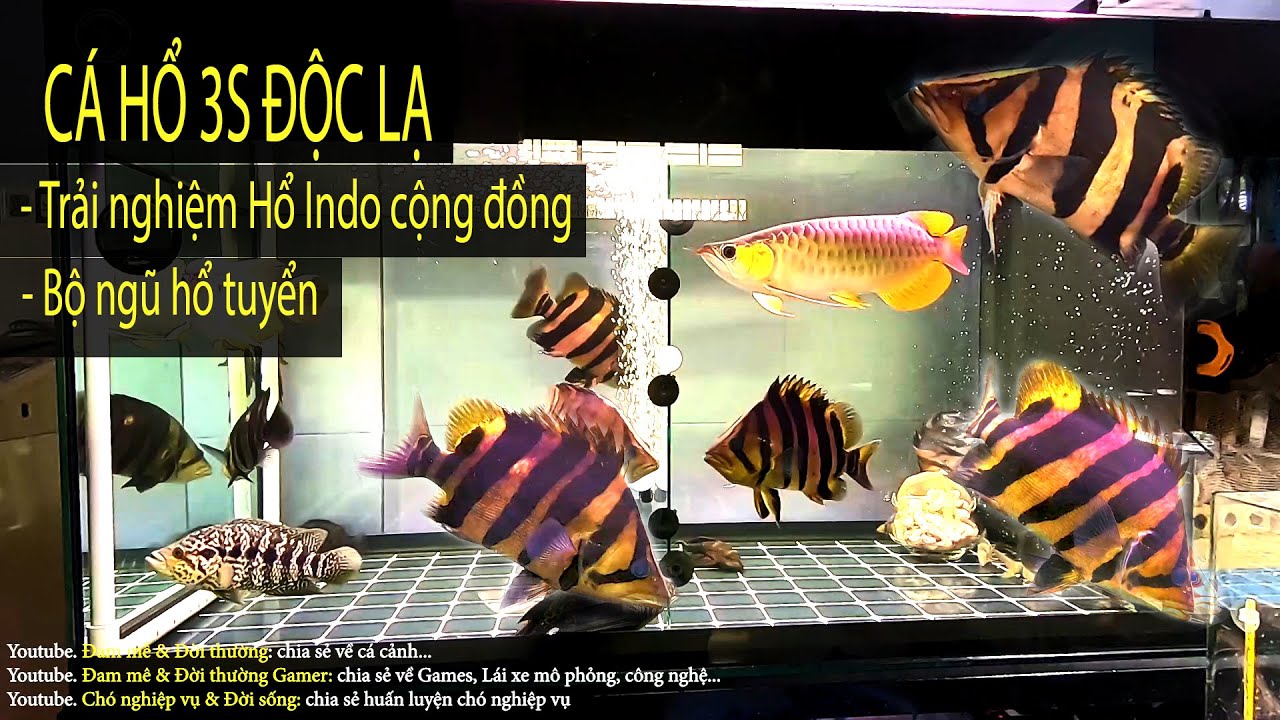 Mua thêm em Cá Hổ Indo 3S độc lạ - đủ bộ ngũ hổ cộng đồng