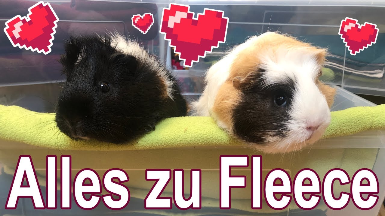 Was tun mit dem ganzen Fleece und WARUM ist Salt heiß auf Pudding? - Q&A | Die Meeries