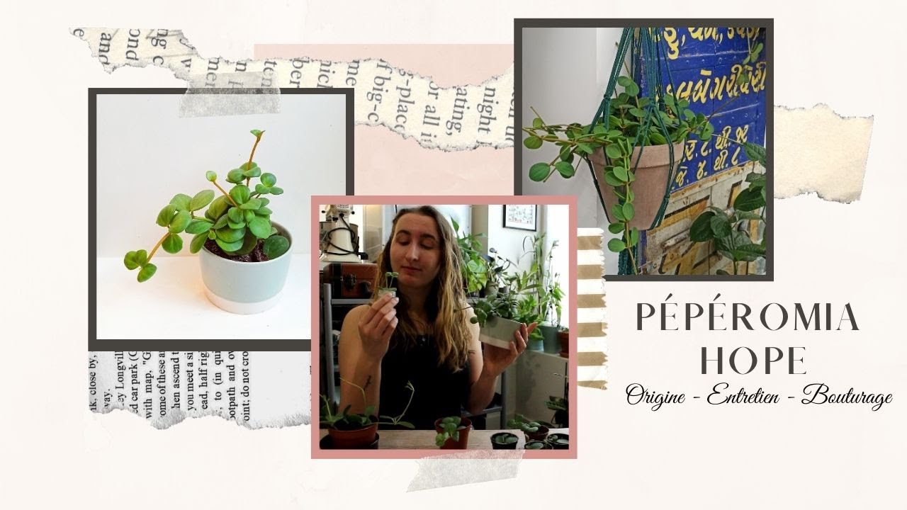Le Peperomia Hope : Entretien et Bouturage [Thérapie Végétale]