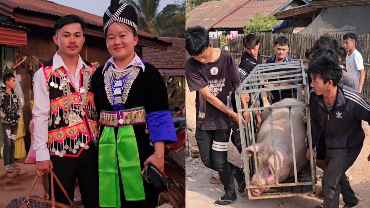 Yuav tus npua loj heev 300kg lu noj kwv leej nkawv tshoob