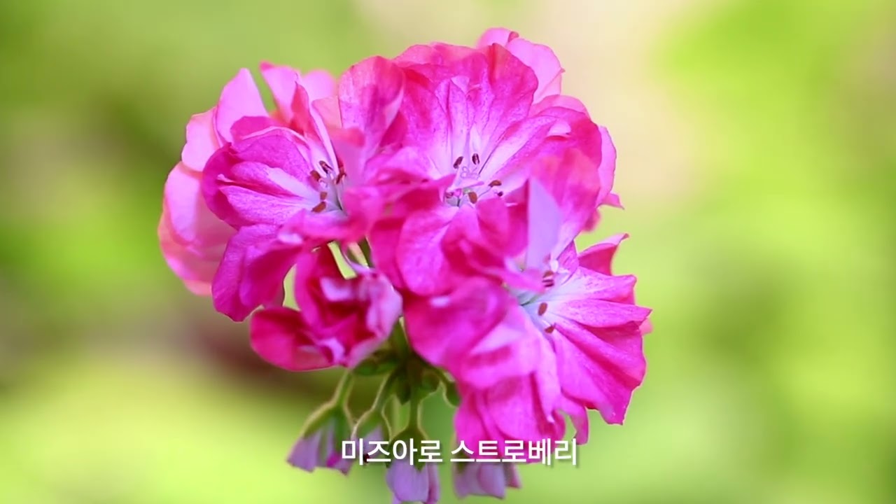 삽목이들 잘 크고 있습니다.. (AI 작곡/루시에 작사) #flowers #제라늄키우기 #가드닝 #베란다정원 #gardening #제라늄 #제라늄삽목
