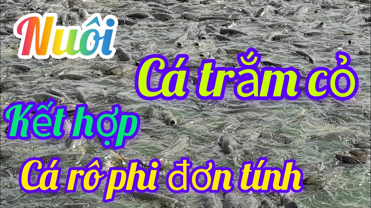 Kỹ thuật nuôi cá trắm cá chép kết hợp nuôi cá rô phi đơn tính#fish #fishing #fishfarming