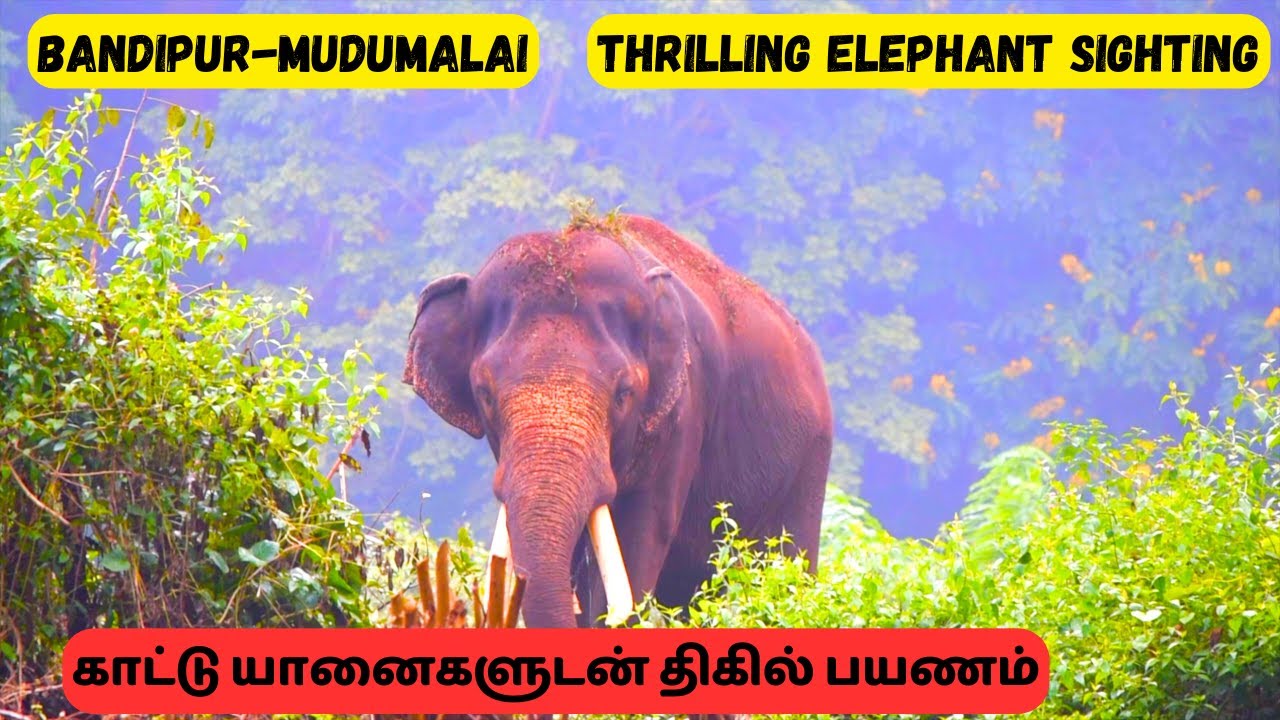 Mudumalai Tourist Places | Animal Sightings in Bandipur & Mudumalai | Masinagudi | Elephant Chasing
