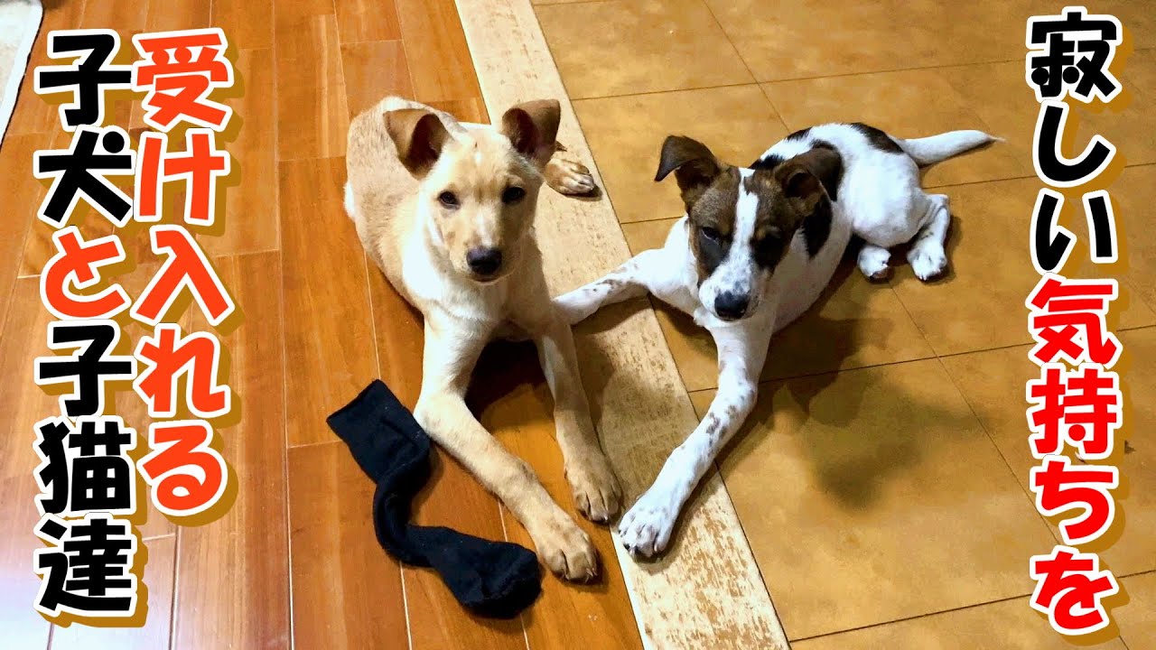 【子犬　保護　子猫】寂しい気持ちを受け入れる子犬と子猫達＋おまけコーナー