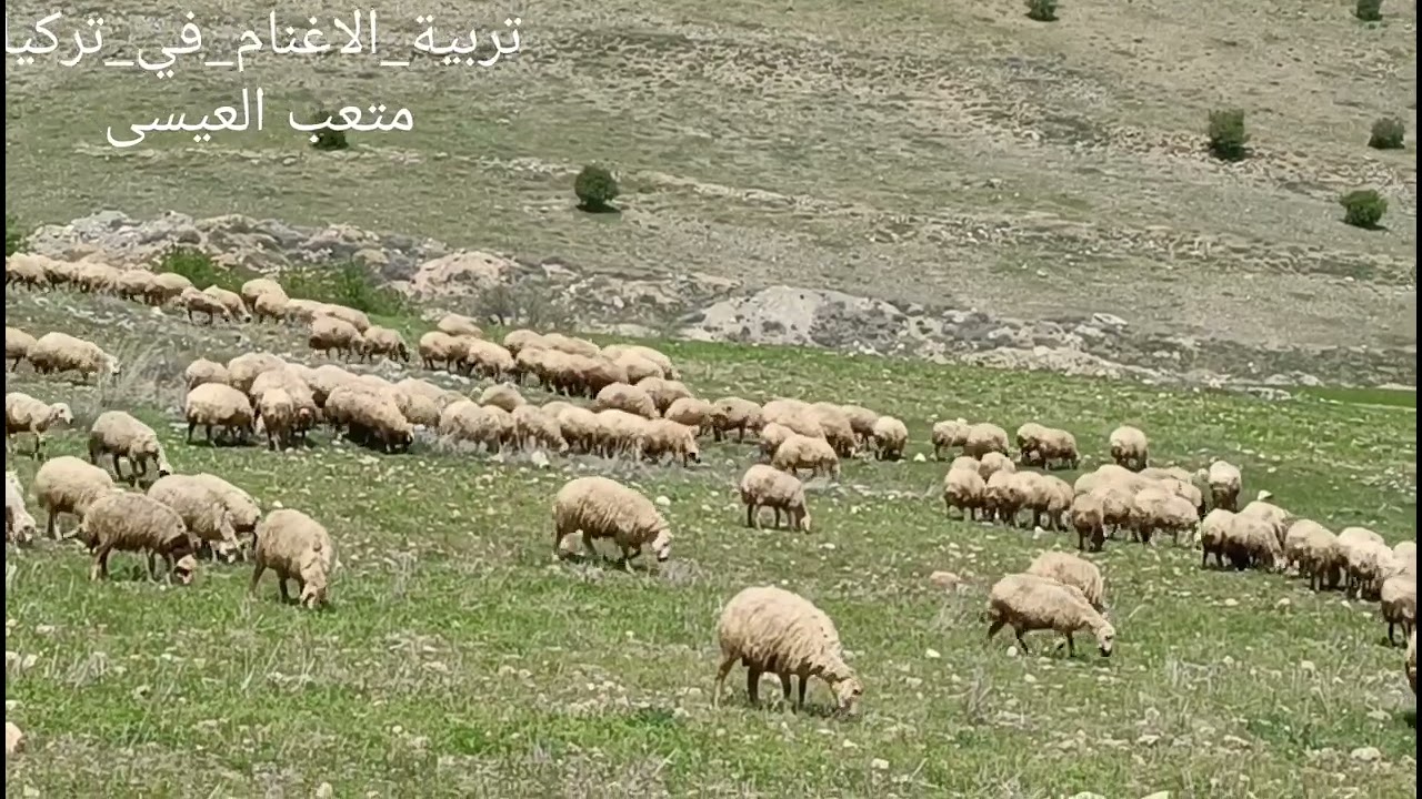 الاغنام في فصل الربيع والرواتب الرعيان لسنة 2024وبعض التفاصيل الاغنام البيضاء#تربية_الاغنام_في_تركيا