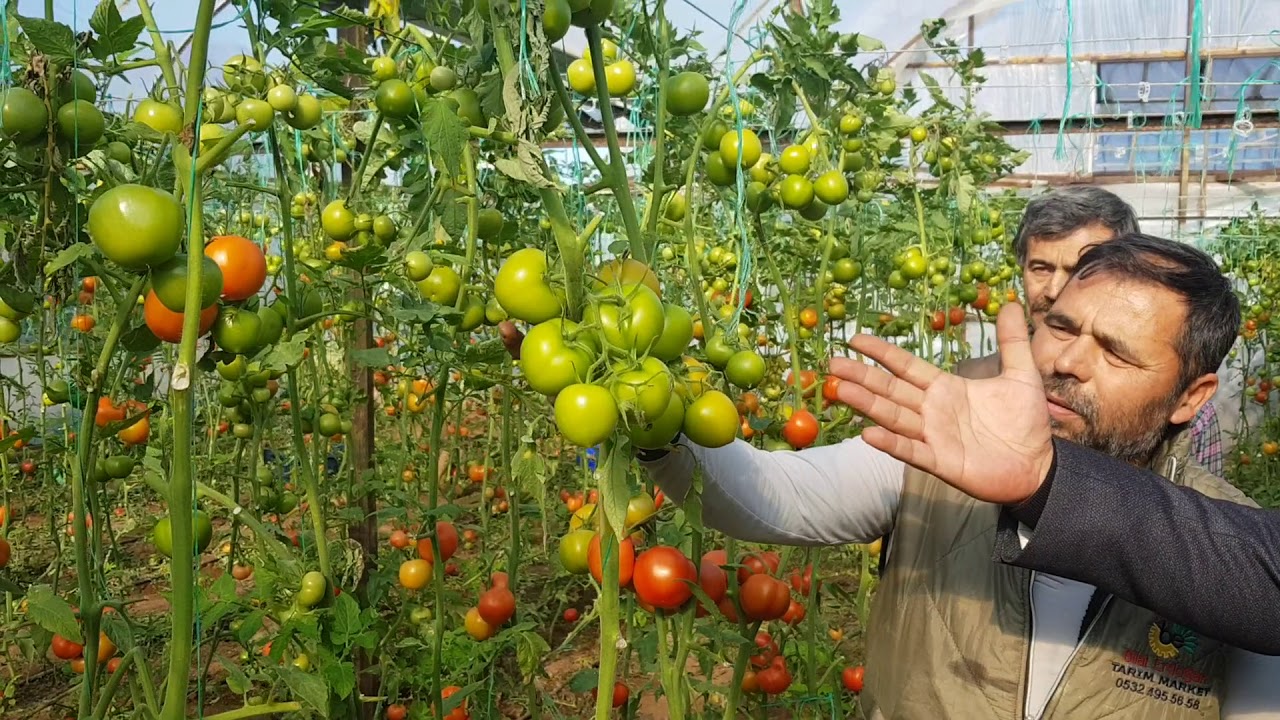 Domates Serası k&ouml;k sa&ccedil;aklarında 100 de 100 fark yarattı 0553 313 83 84