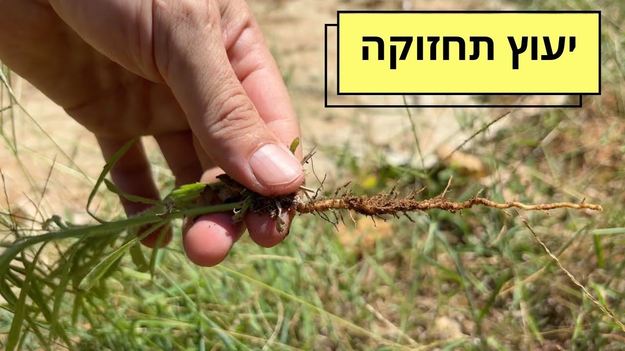 ייעוץ תחזוקה בגינה של לקוח