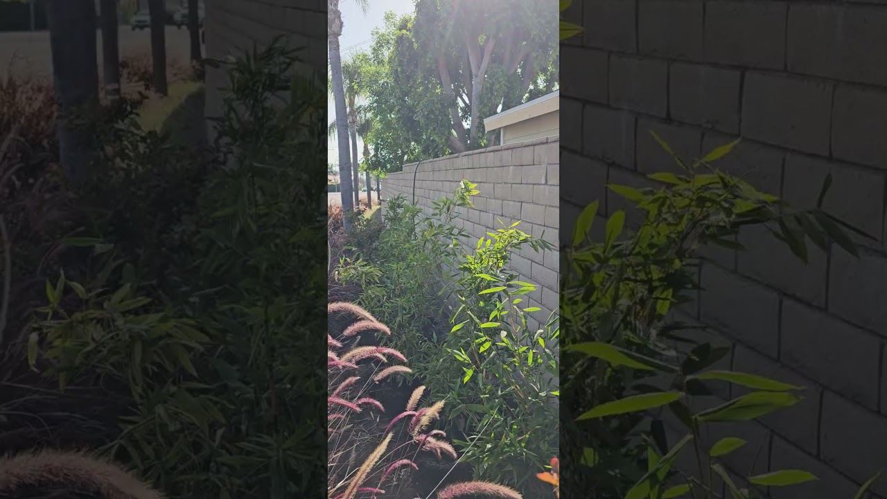 Bamboo Stu-Delivery Of (10) 15-gallon Bambusa oldhamii 