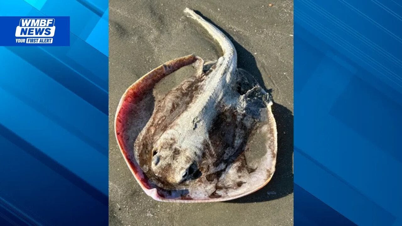 Marine life washes ashore in North Myrtle Beach during renourishment project