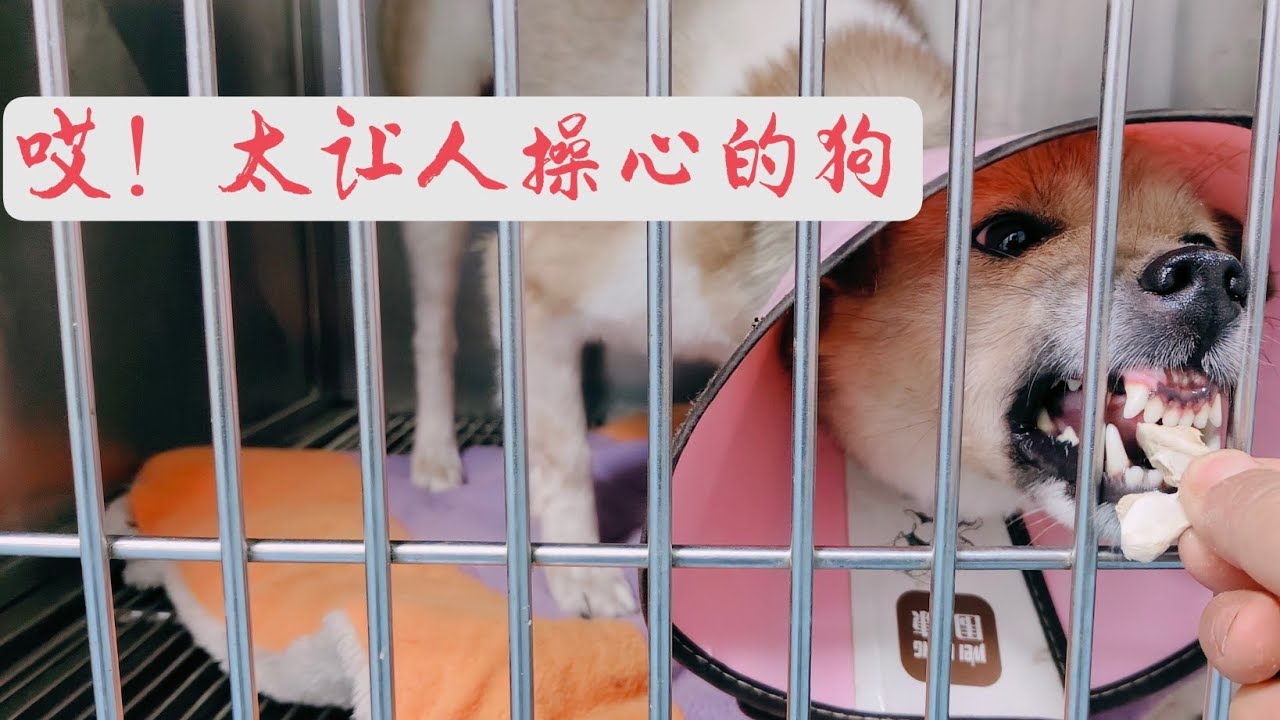 真不让人省心，小花因为身体排便原因，做了绝育手术缝合伤口再次崩开。