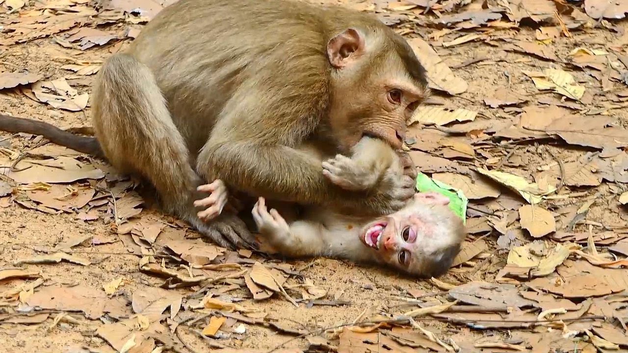 Unbelievable.! Big monkey Rojo f-i-ght BaBy LEO unstop Poor Baby LEO c-r-y loudly