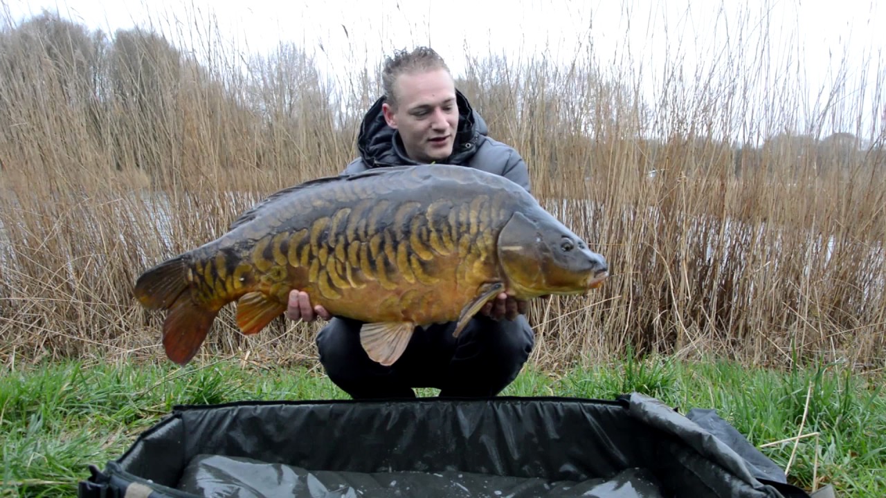 (Een ochtend sesie ) Karpervissen 2017 Carpfishing  Mirrorcarp