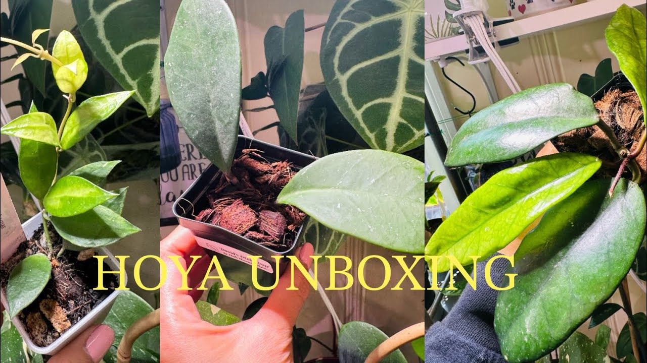 Hoya Unboxing  (Etsy and Palmstreet)