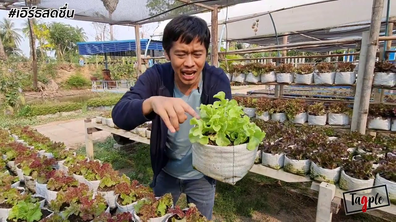 วิธีปลูกผักสลัดอินทรีย์บนแคร่ สร้างรายได้งาม สอนแบบละเอียด | เอิร์ธสดชื่น