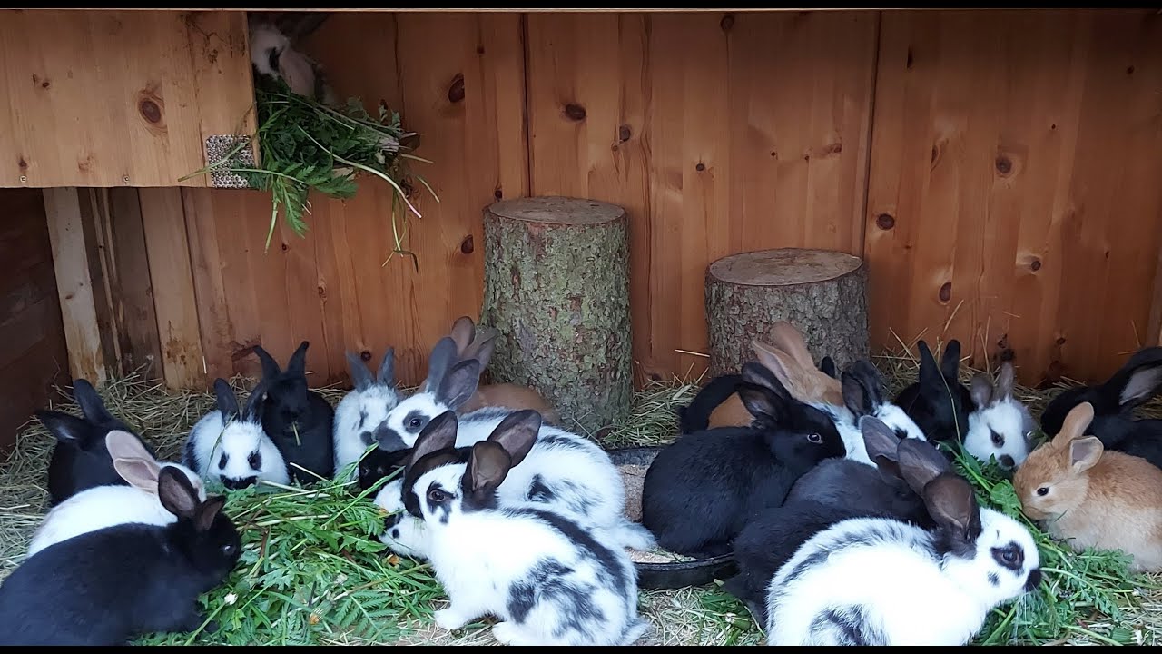 ОТСАДКА КРОЛЬЧАТ🐰КРОЛИКИ🐰ДЕРЕВНЯ⛪ГЕРМАНИЯ