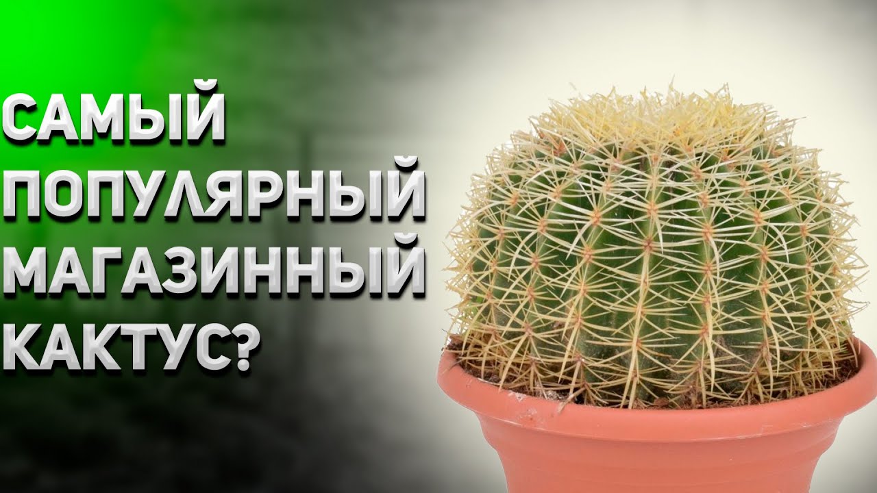 Эхинокактус Грузони. Уход за кактусом. Echinocactus Grusonii