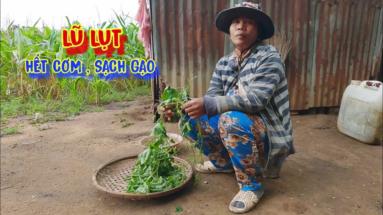 LŨ LỤT, người dân khổ càng thêm khổ, HẾT GẠO, ăn bắp - tập 1243