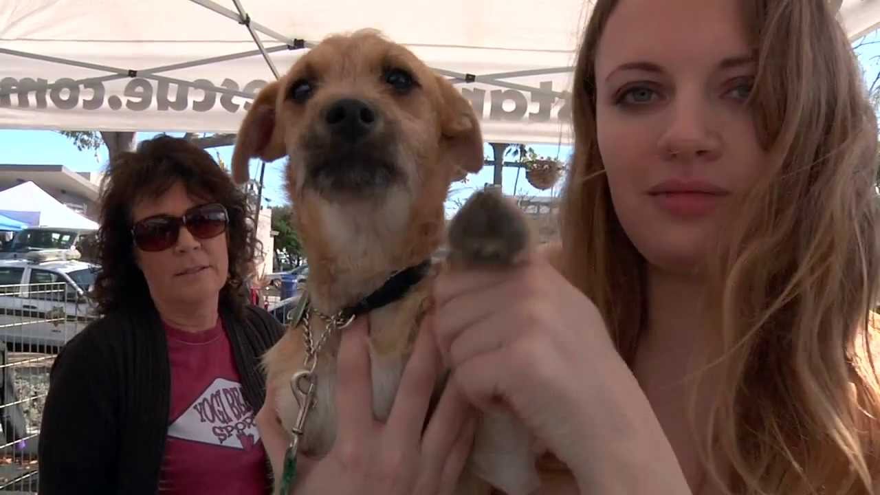 Dakota, the Terrier | Super Awesome Dogs