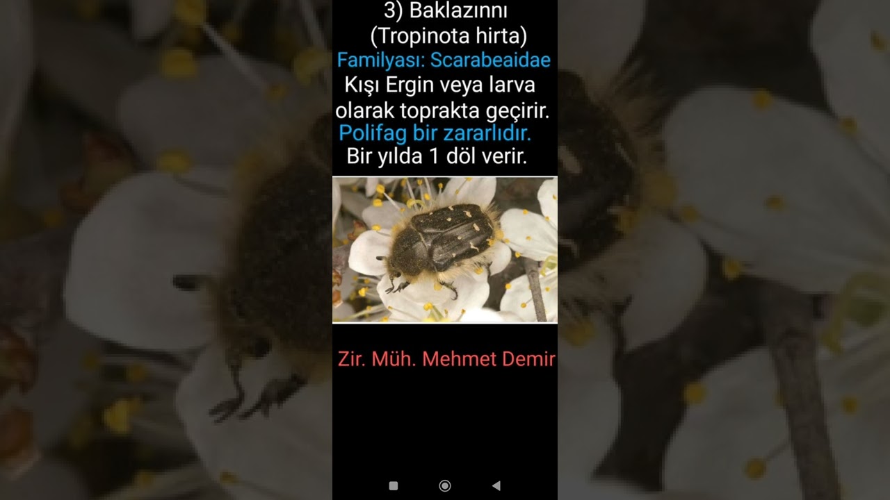 2. KONU BKÜ BAYİ SINAVININ Zararlılar Konusu (Entomoloji)