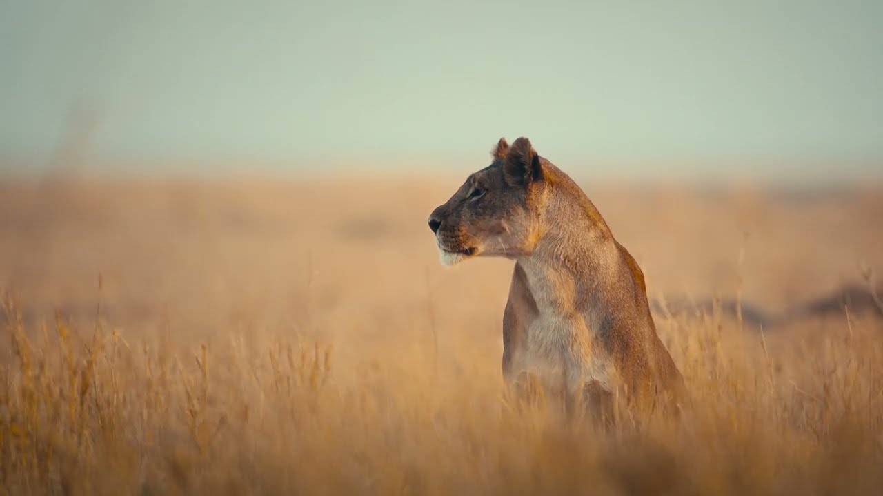 Wilderness Mokete: As Wild As It Gets