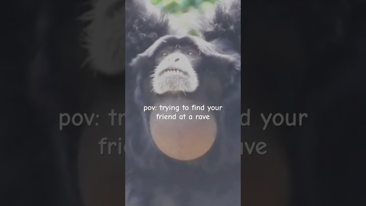 Monkey see, monkey liquid dnb #remix #music #monkey