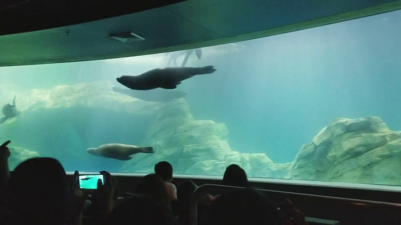 Odysea underwater carousel