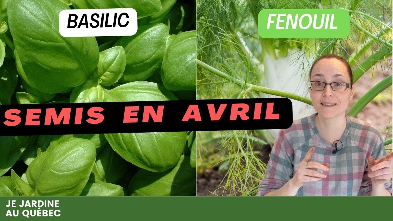 Je sème mon basilic et ma fenouil à la mode de chez nous
