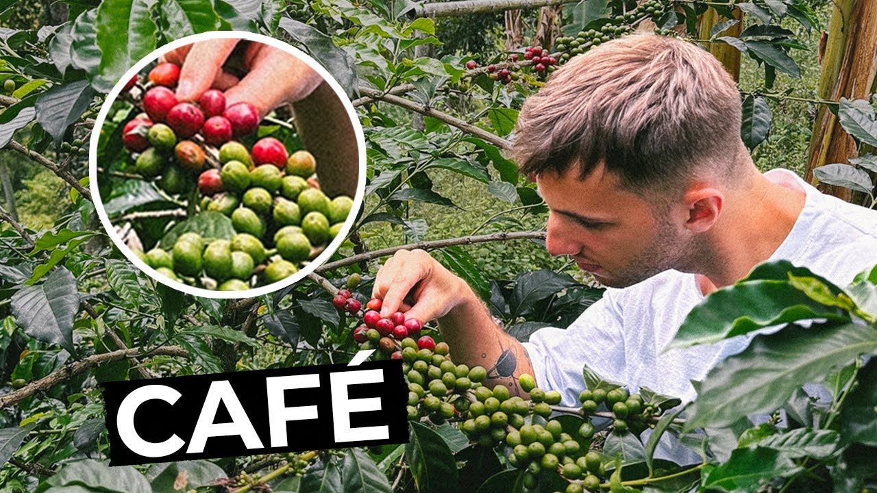 Así se Produce el Café Más Suave del Mundo: Eje Cafetero