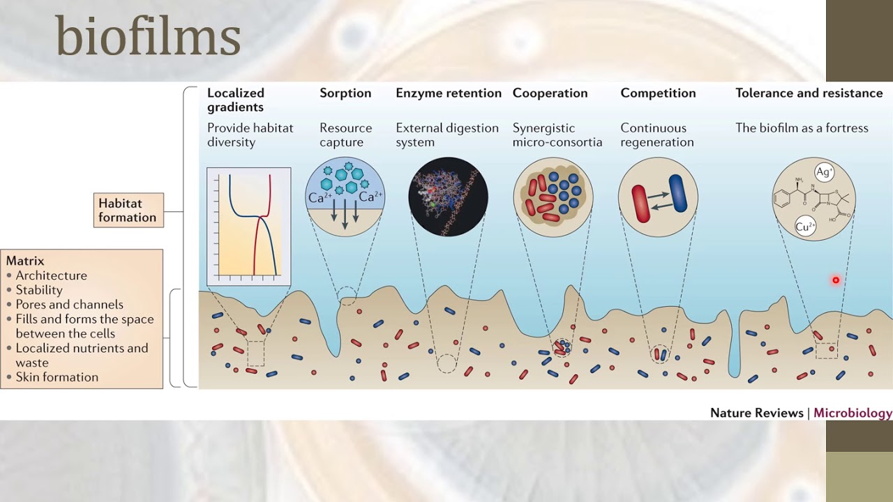 BIOPELICULAS