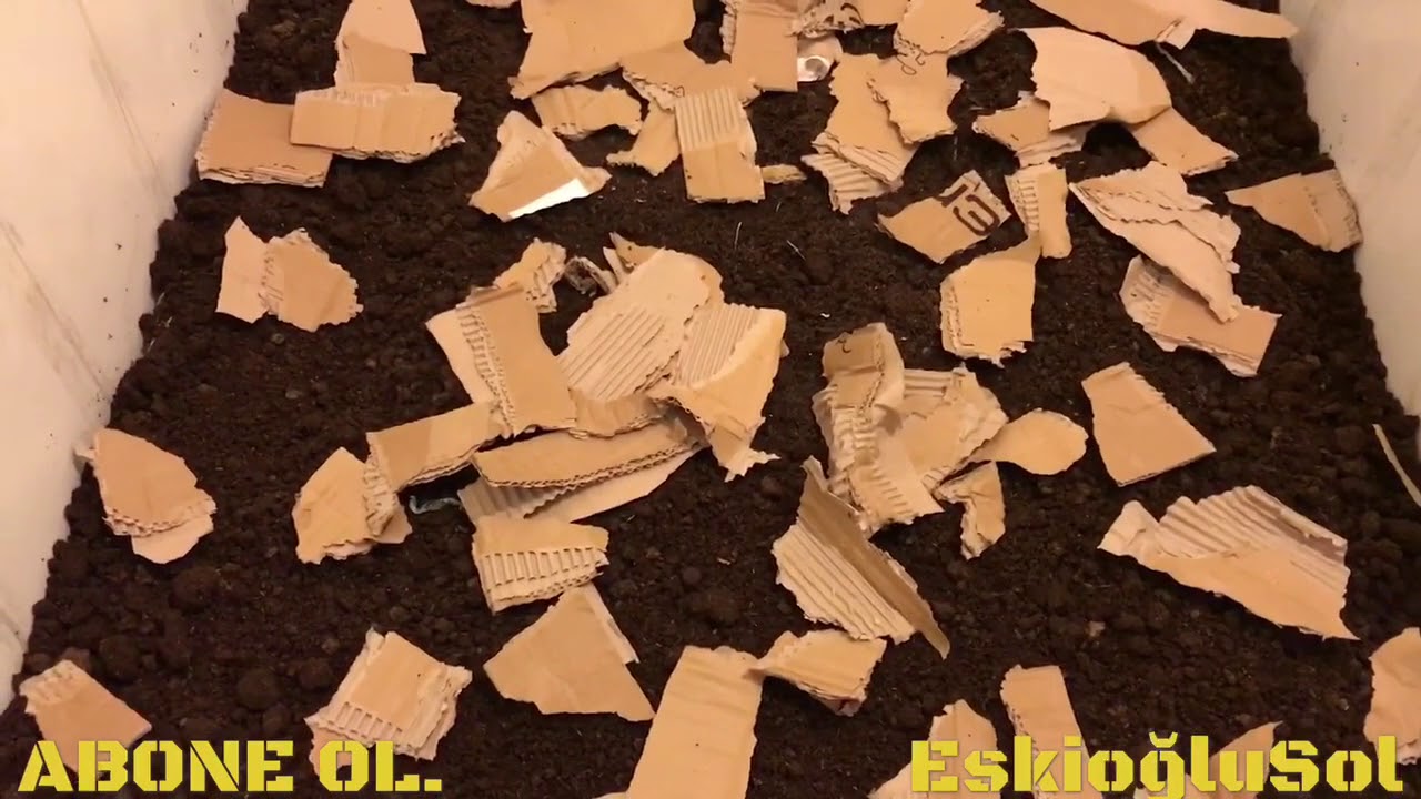 Solucan gübresi üretim kasa yapımı hasat kolaylığı