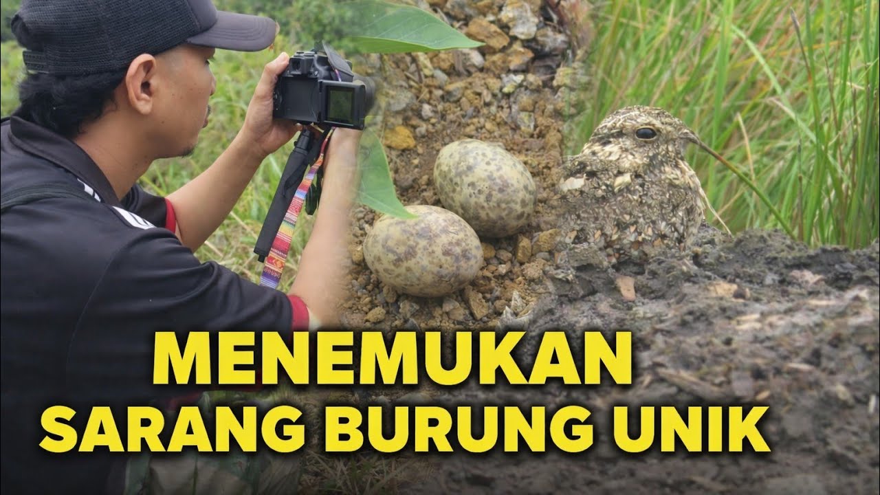 KALI INI KITA MANTAU SARANG BURUNG JALAK, DAN MENEMUKAN SARANG BURUNG PALING UNIK‼️