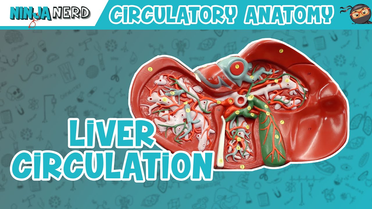 Circulatory System | Liver Circulation Model