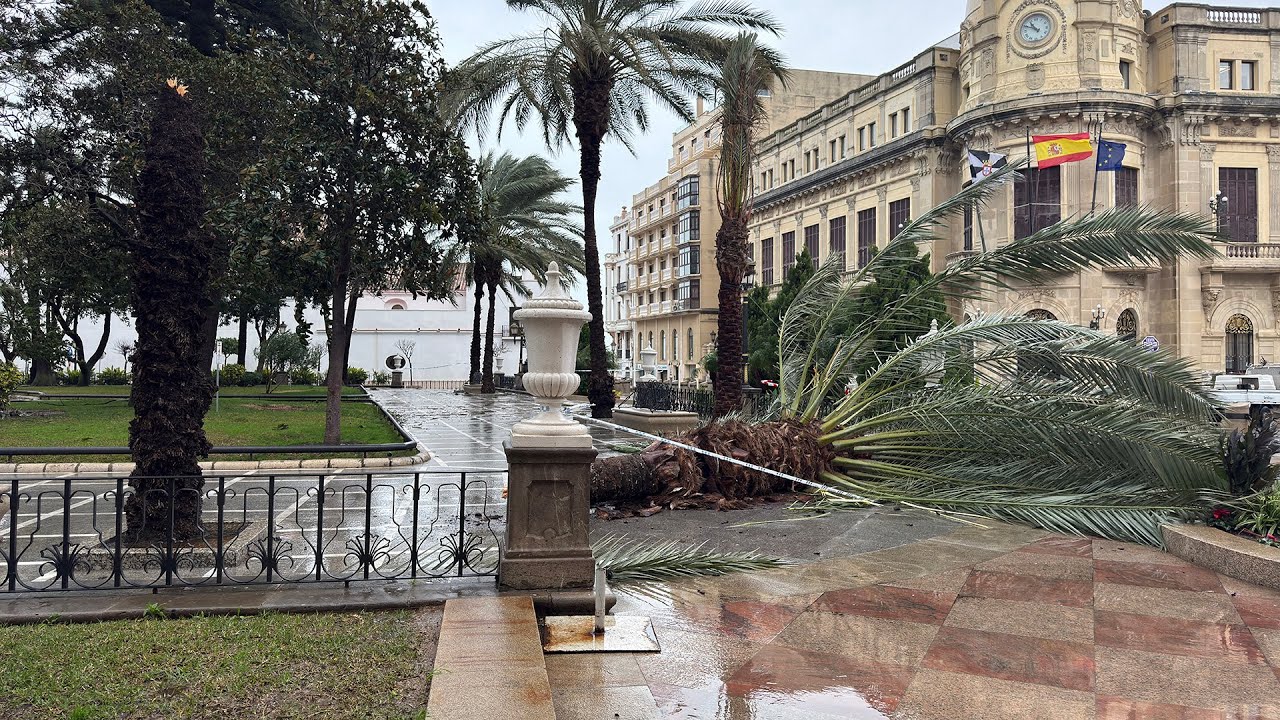 Caídas de árboles, palmeras, inundaciones… los efectos de la borrasca en Ceuta