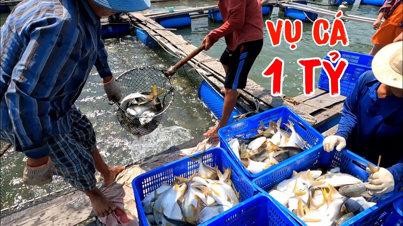 Thu hoạch vụ Cá Chim tiền tỷ của Cha Cá Nâu Cá Rìa quá trời | GĐCG #1050