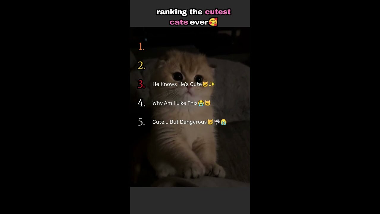 Ranking the cutest cats ever