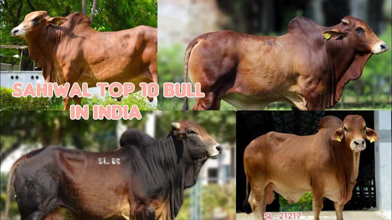 SAHIWAL BREED TOP 10 BULL IN INDIA ! #sahiwal #bull