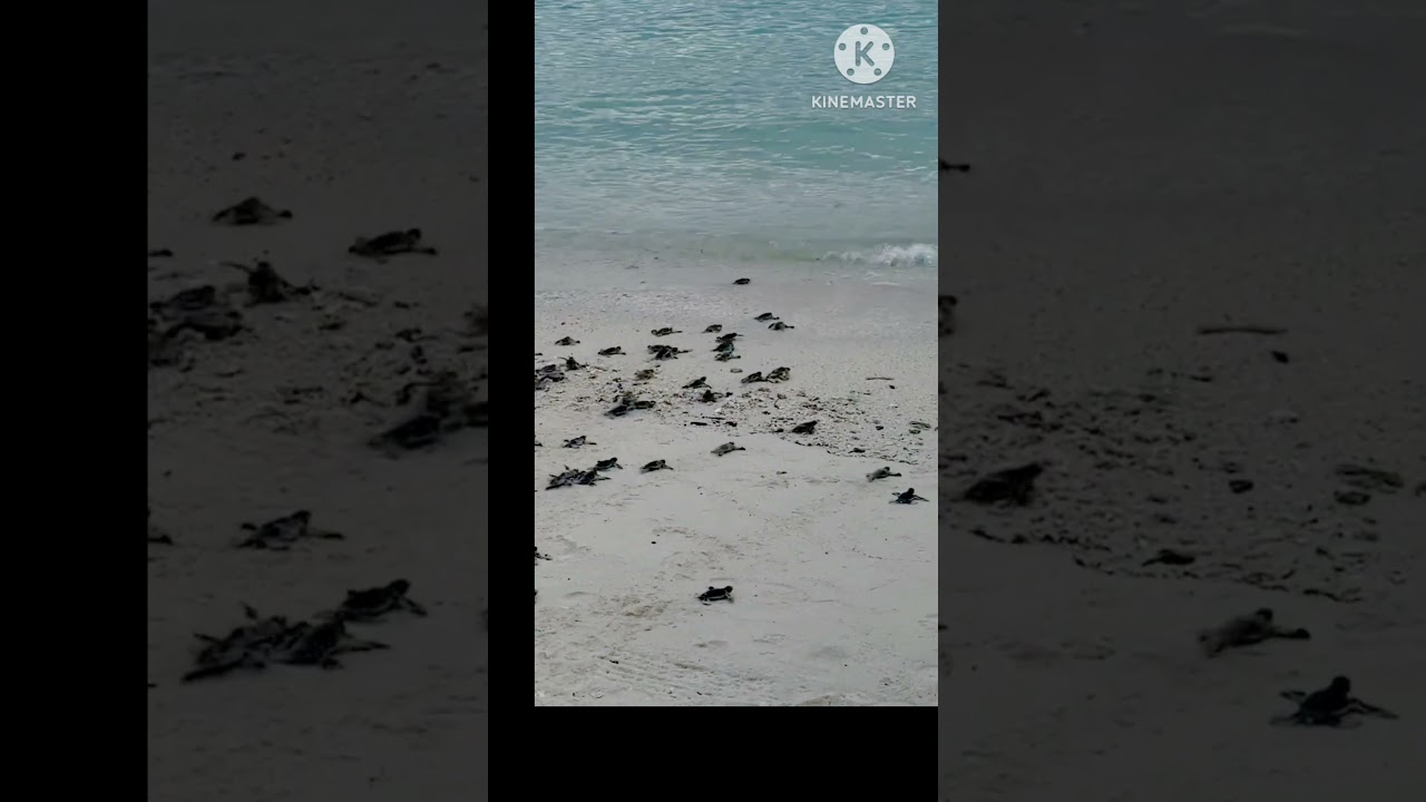 #savetortoise