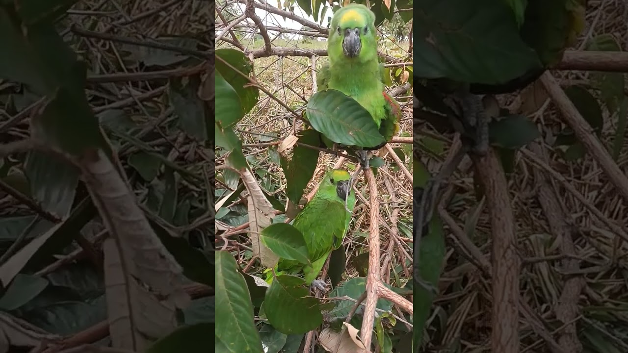 Filhotes de papagaio avê Brasileira