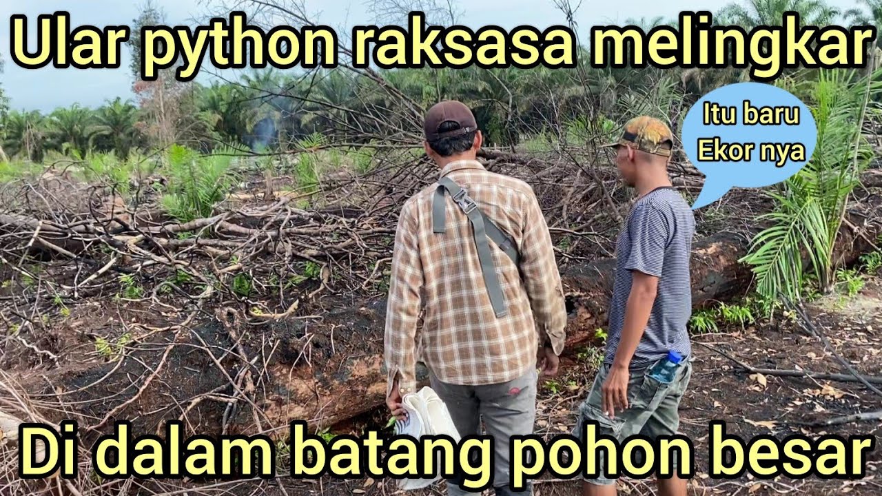 NYAR1S DI TEMB4K MUNCUL LAGI ULAR PYTHON RAKSASA DI DALAM BATANG POHON BESAR,WARGA HEBOH SEMUA