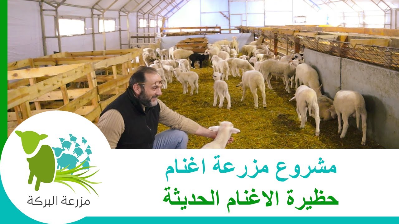 مشروع مزرعة اغنام - 5  تأسيس الحظيرة الحديثة