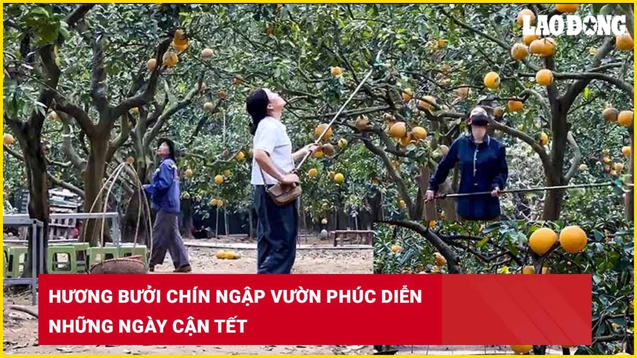Hương bưởi chín ngập vườn Phúc Diễn những ngày cận Tết| Báo Lao Động