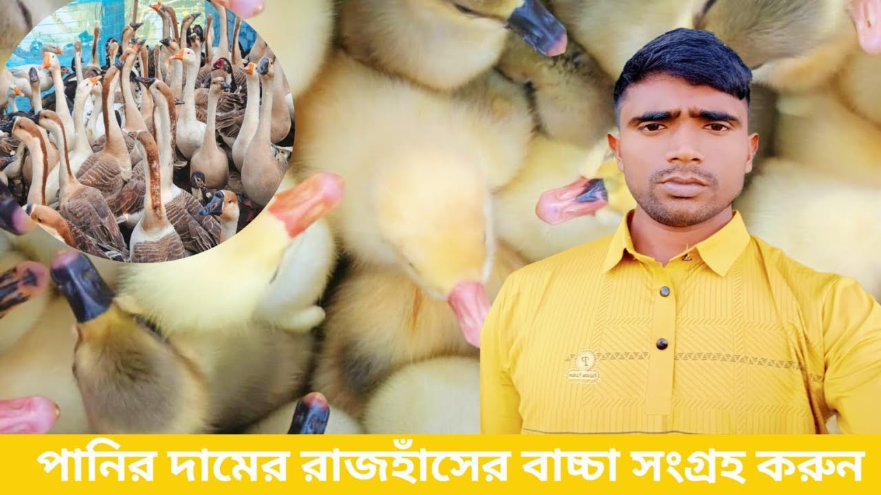 পাইকারি দামে রাজহাঁসের বাচ্চা সংগ্রহ করুন# সাশ্রয়ী মূল্যের রাজহাঁসের বাচ্চা #01799855107 #birds 