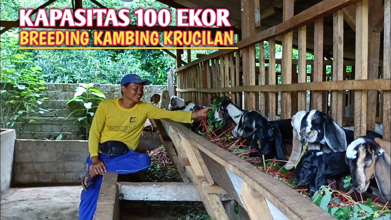 Keuntungan Peternak Yang Memulai Breeding Kambing Krucilan