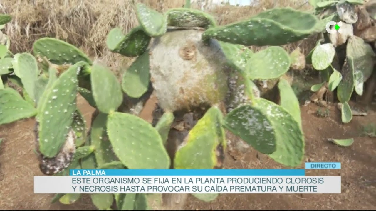 Plaga de la cochinilla del carmín